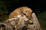 British Wildlife